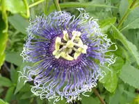 IMGP3054.webp