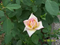 Rose.webp