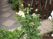 Rose 1.webp