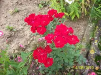 Rosen.webp