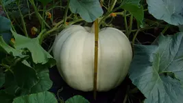 S7305170.webp