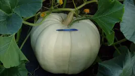 S7305171.webp