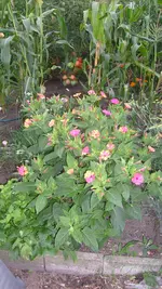 S7305212.webp