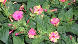 S7305215.webp