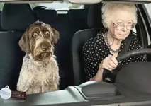 Hund, alte Dame, Auto L.webp