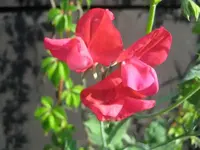 IMG_4640.webp