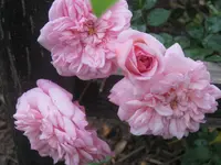 040.webp