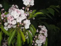 IMG_4064 Kalmie.webp