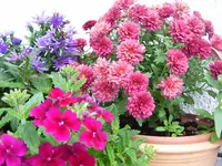 100_5343.webp