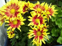 100_5344.webp