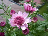 100_5345.webp