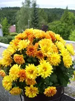 100_5348.webp