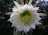 Diverses 012.webp