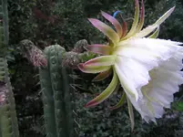 Diverses 013.webp