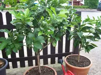 100_1543.webp