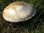 IMG_7335 Pilz.jpg