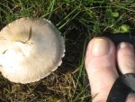 IMG_7337 Pilz.jpg