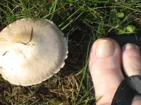 IMG_7337 Pilz.webp