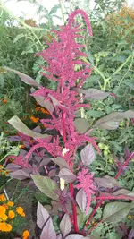 14. 8. 2010 (55).webp