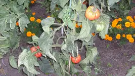 14. 8. 2010 (16).webp