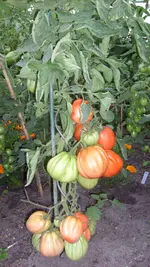 14. 8. 2010 (15).webp