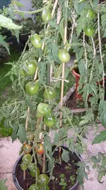 14. 8. 2010 (35).webp