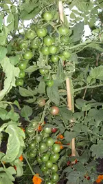 14. 8. 2010 (83).webp