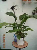 15.08.2010 a 003.webp