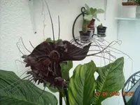 15.08.2010 a 005.webp