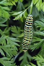 blog_3488-Möhre.webp