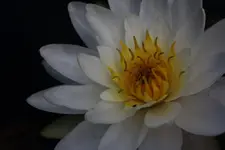 Seerose.webp