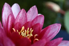 Seerose .webp