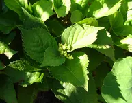 hortensie.webp