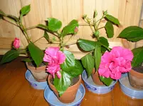 10_08_10 005.webp