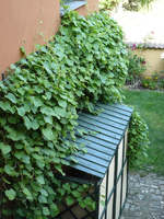 pfeifenwinde1 juni10.webp