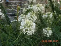 15.08.2010 016.webp