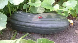 13. 8. 2010 (2).webp