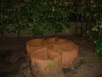 DSC00289.webp