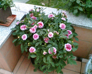die Dahlie.webp