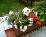 japanischer Jasmin.webp