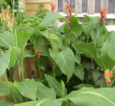 Canna-Beet, 16.08.10.webp