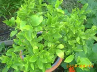 PICT0006.webp