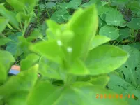 PICT0007.webp