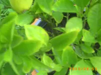 PICT0009.webp