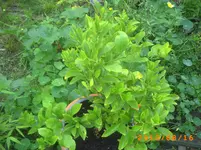 PICT0010.webp