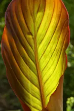 Russian red.webp