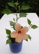 Hibiscus, 16.08.10.webp