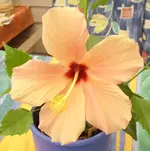 Hibiscus-Blüte, 16.08.10.webp