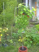PICT0011[2].webp