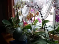 100_1574.webp